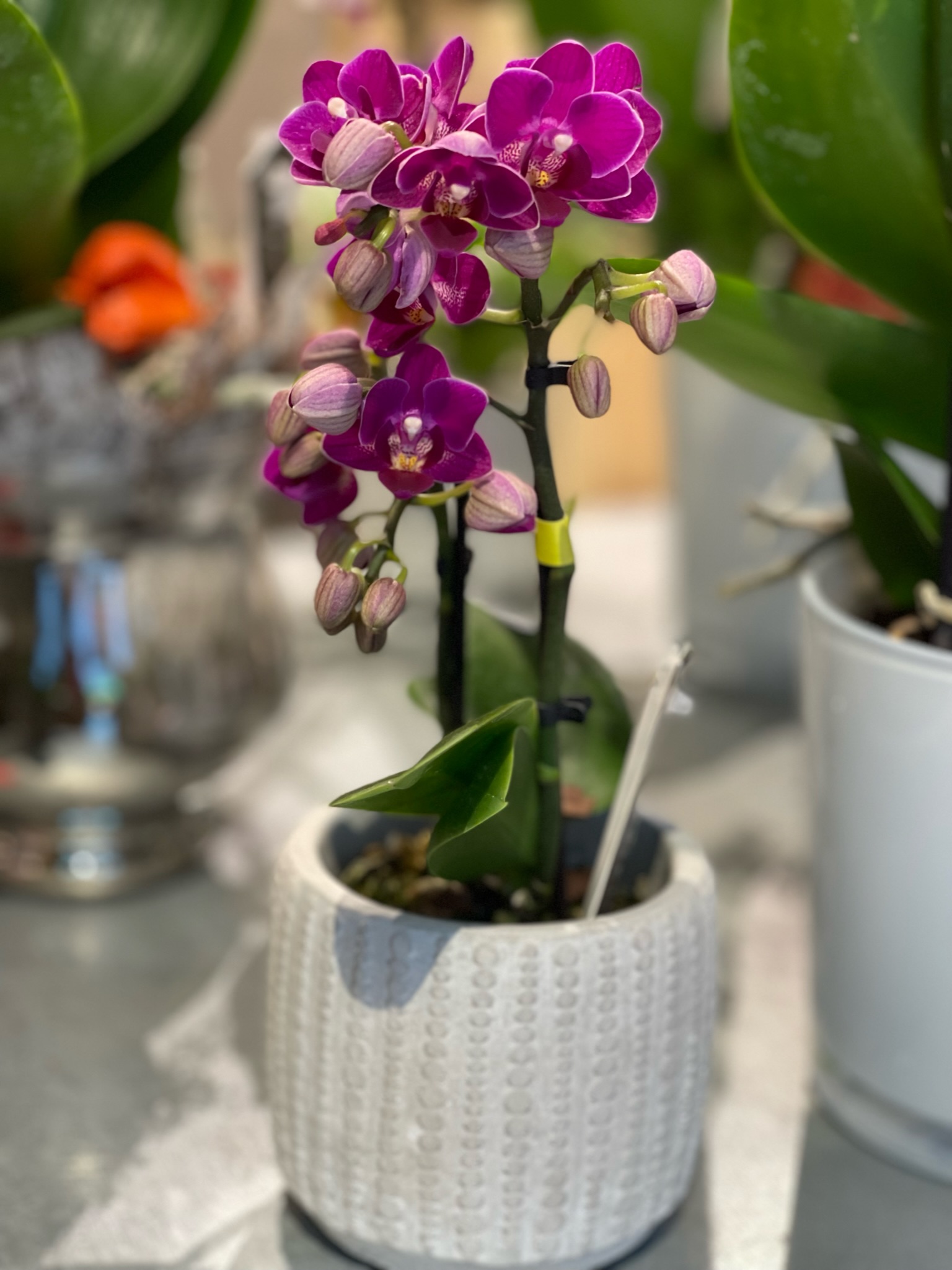 Orchideen 