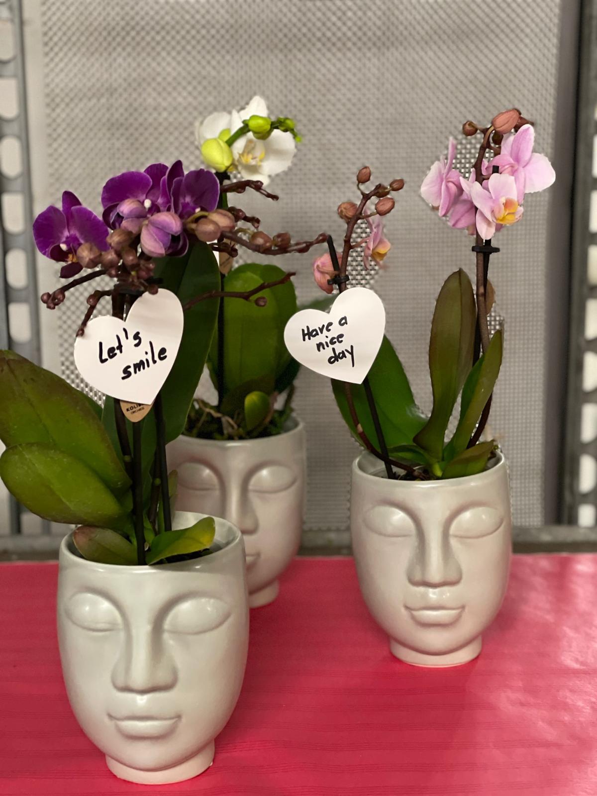 Orchideen  Phalaneopsis